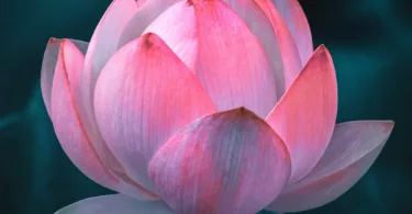 pink lotus flower in bloom