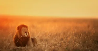 Lion Tiger Bear Dreams