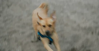 Dreaming of Being Chased