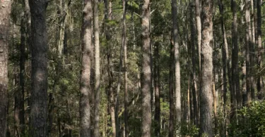 Decoding Forest Dreams