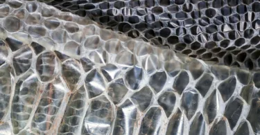 Snake Shedding Skin Dream