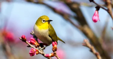 Dreaming of Birds Meaning